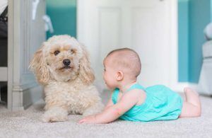 Un bebé en pañalero azul está gateando hacia un perro caniche pequeño que lo mira atentamente, ambos en una habitación alfombrada de una casa. Juguetes para niños de 0 a 3 años